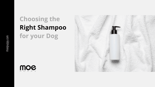 10 Best Tips For Choosing The Right Shampoo For Your Dog - Moe Puppy