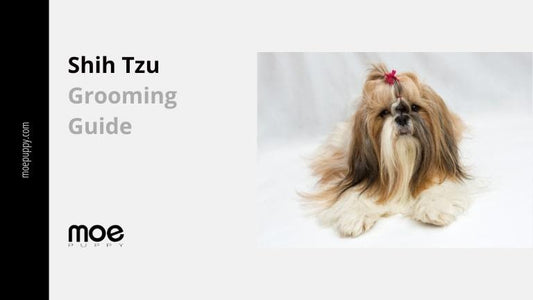 A Complete Checklist On Shih Tzu Grooming Guide - Moe Puppy