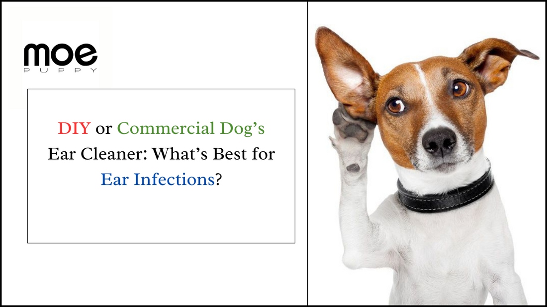 DIY or Commercial Dog’s Ear Cleaner: What’s Best for Ear Infections?