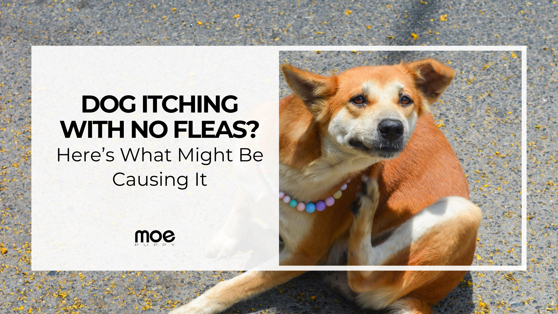 Common skin conditions that cause scratching with no fleas