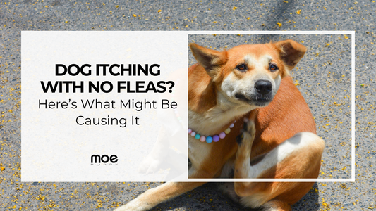 dog itching with no flea here what might be causing it