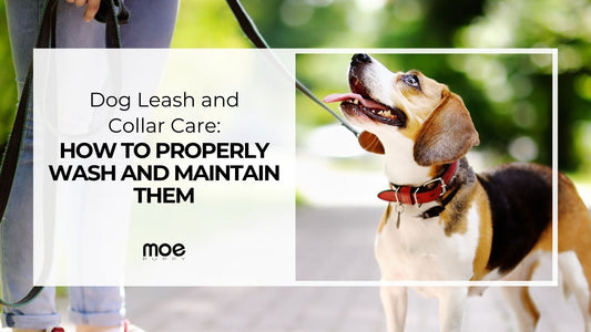 Dog Leash and Collar Care: How to Properly Wash and Maintain Them