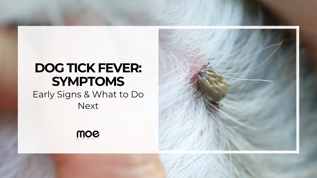 Dog Tick Fever: Symptoms, Early Signs & What to Do Next