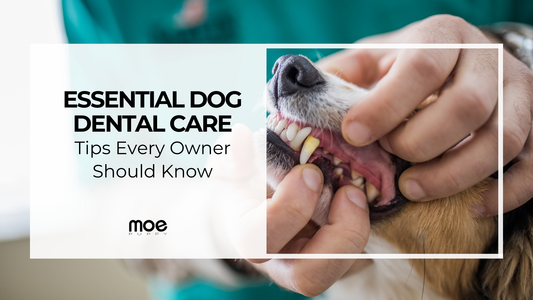 Essential Dog Dental Care Tips Every Pet Owner Should Know