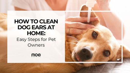 How to Clean Dog Ears at Home: Easy Steps for Pet Owners