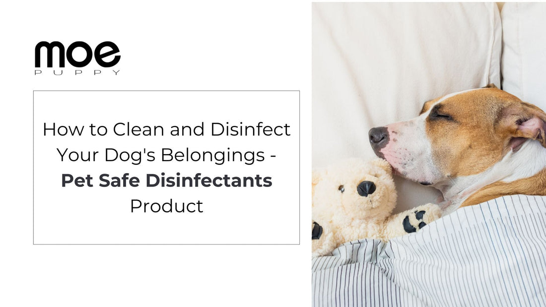 How to Clean and Disinfect Your Dog's Belongings - Pet Safe Disinfectants Product