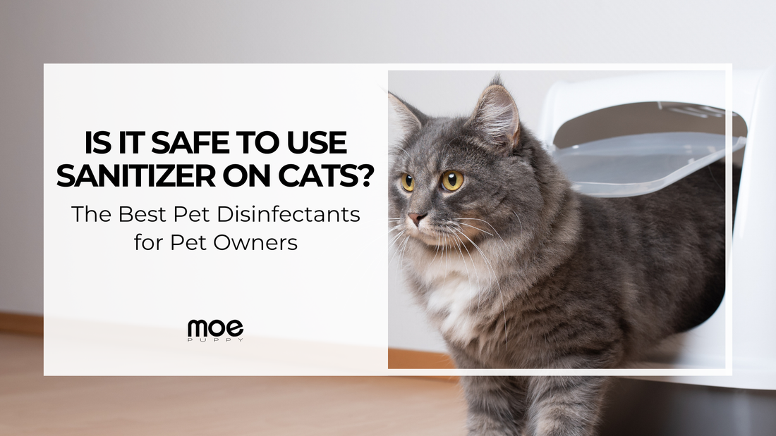 Is It Safe to Use Sanitizer on Cats? The Best Pet Disinfectants for Pet Owners