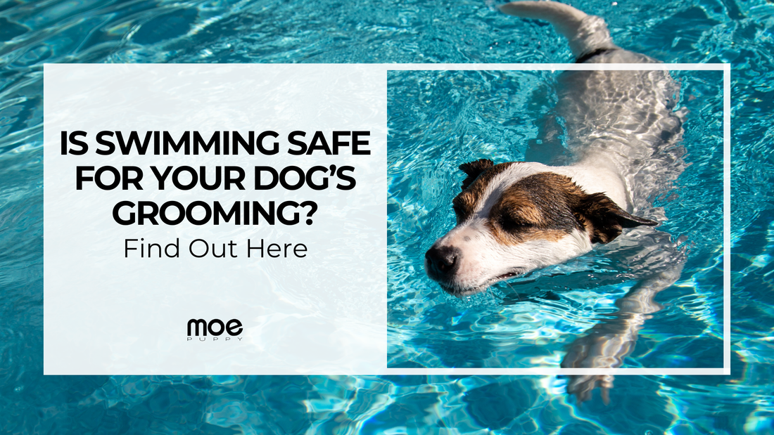 Is Swimming Safe for Your Dog’s Grooming? Find Out Here