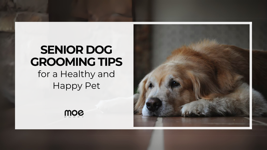 Senior Dog Grooming Tips for a Healthy and Happy Pet