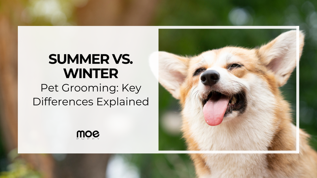 Summer vs. Winter Pet Grooming: Key Differences Explained