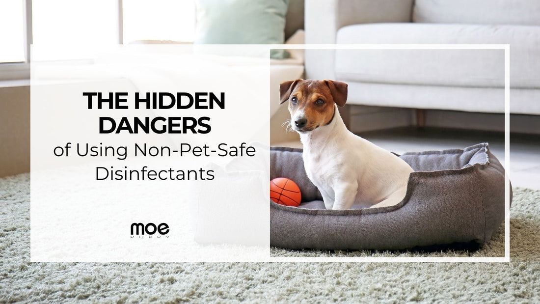 The Hidden Dangers of Using Non-Pet-Safe Disinfectants, the dog on his bed with is toy