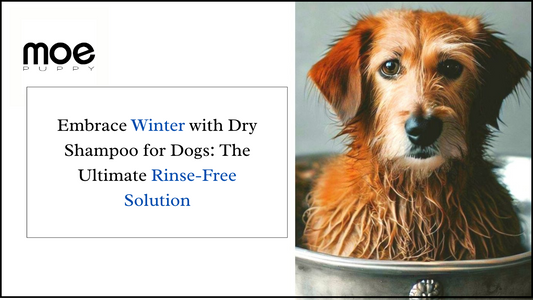 Embrace winter with dry Shampoo for Dogs: The Ultimate Rinse-Free Solution