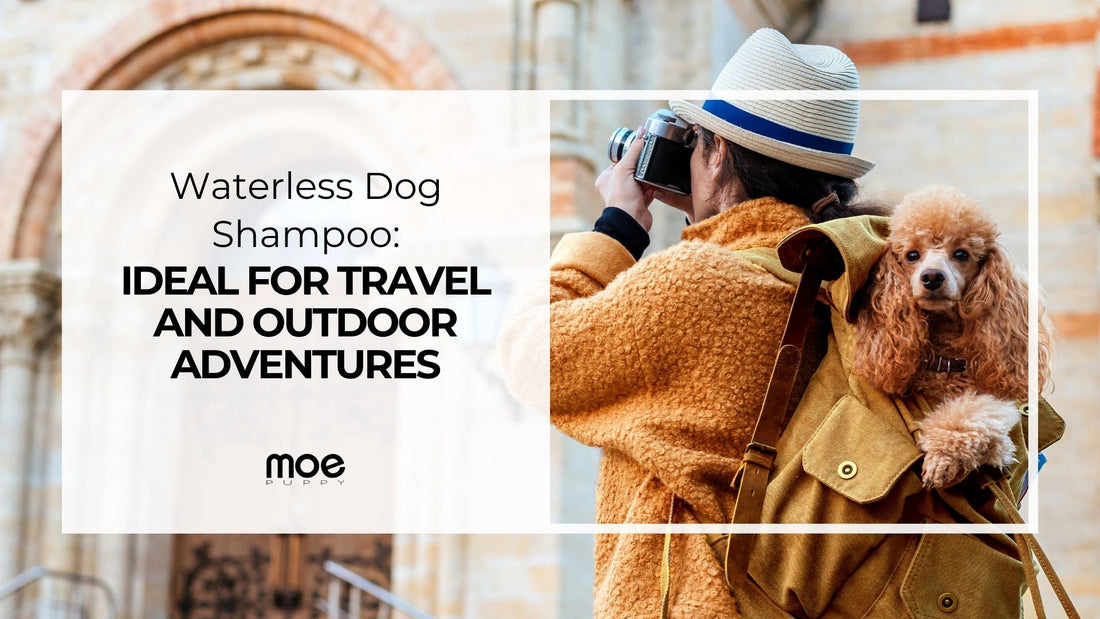 Waterless Dog Shampoo: Ideal for Travel and Outdoor Adventures