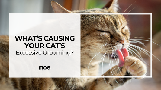 What’s Causing Your Cat’s Excessive Grooming?