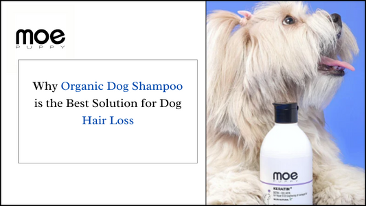 Why Organic Dog Shampoo is the Best Solution for Dog Hair Loss