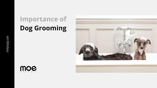 Why Regular Pet Grooming is So Important - Moe Puppy