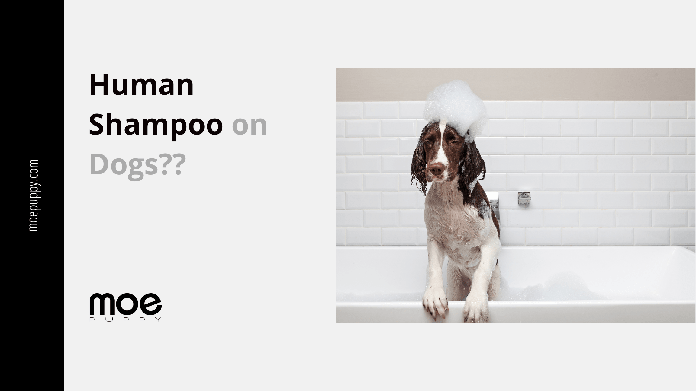 Stunning Can Humans Use Of Singlecrown Shampoo On Dogs image