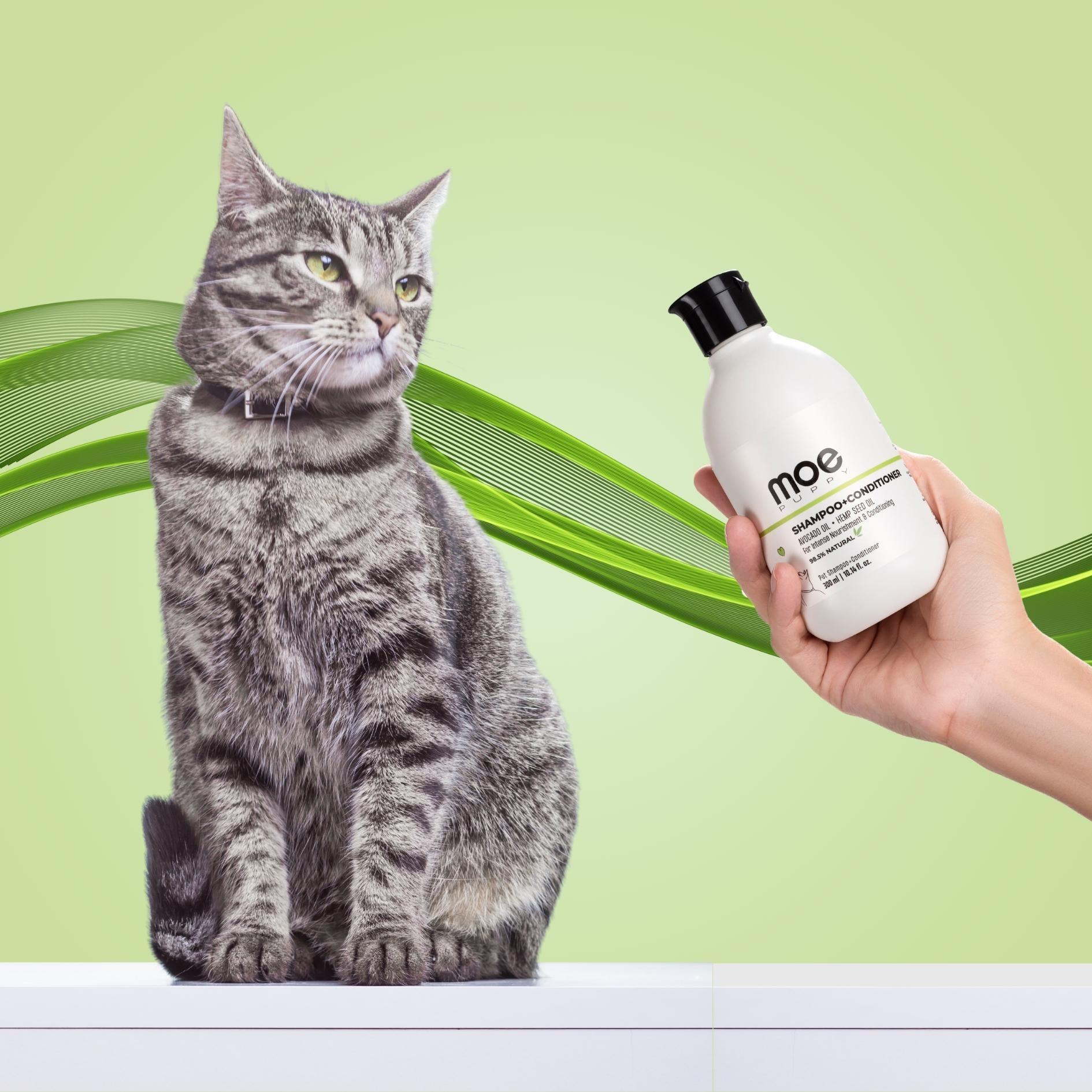 cat shampoo