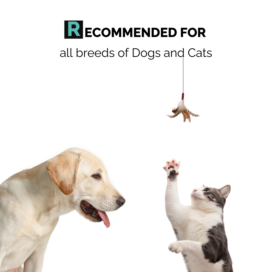 Xtra Nourish Medicated Shampoo for Dogs & Cats | 900ml
