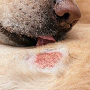 Skin Infection