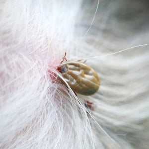 Tick & Fleas