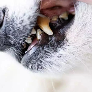 Yellow Teeth