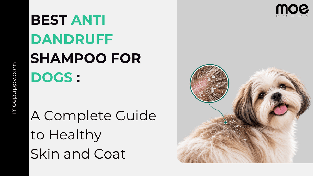 Best Anti Dandruff Shampoo for Dogs