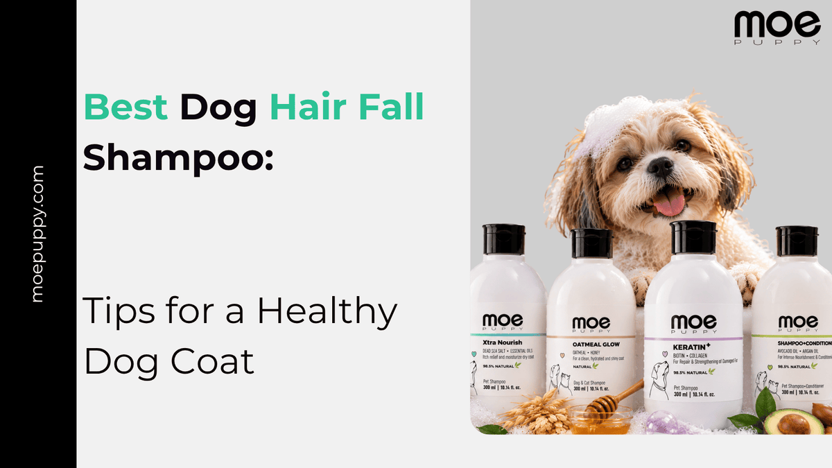Best Dog Hair Fall Shampoo