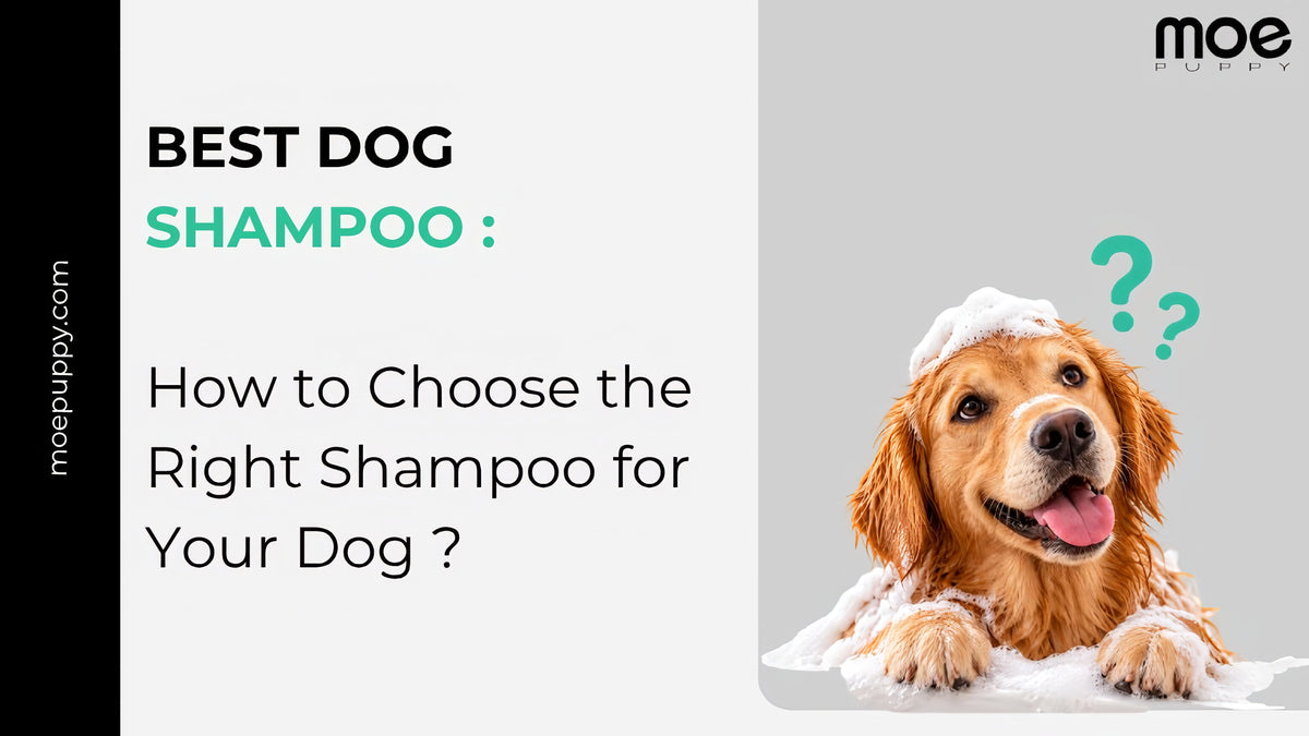 Best Dog Shampoo How to Choose the Right Shampoo for Your Dog