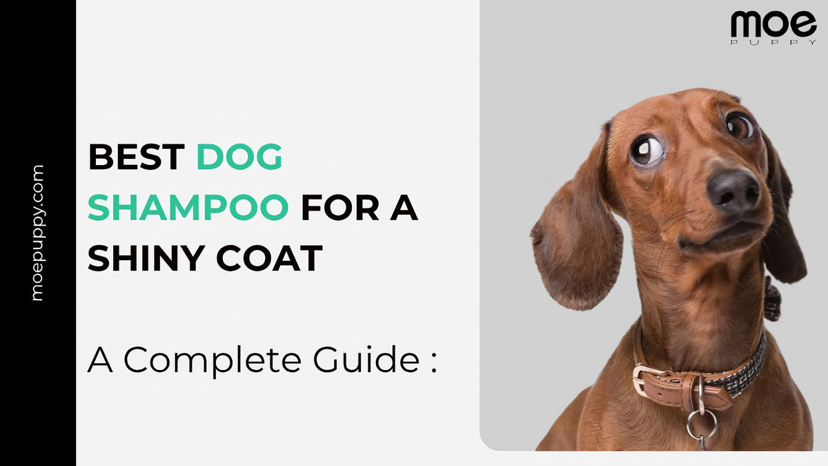 Best Dog Shampoo for Shiny Coat