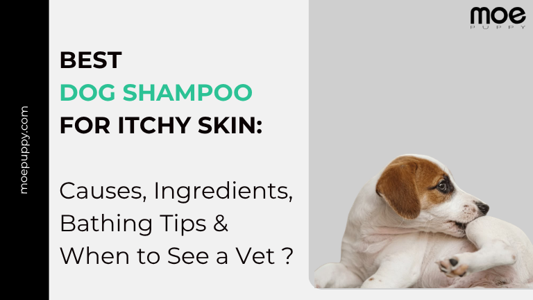 Best Dog Shampoo for Shiny Coat