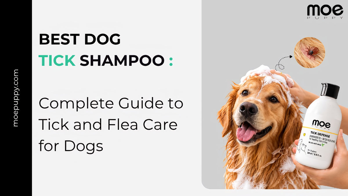 Best Dog Tick Shampoo: Complete Guide to Tick and Flea Care for Dogs