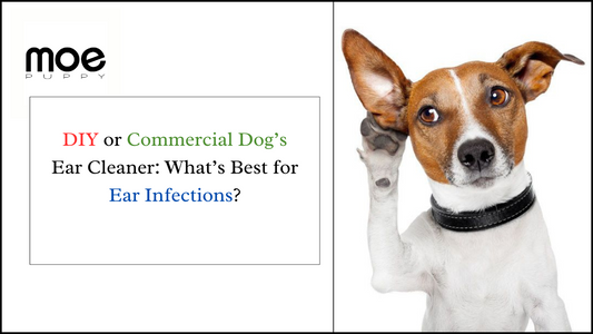DIY or Commercial Dog’s Ear Cleaner: What’s Best for Ear Infections?