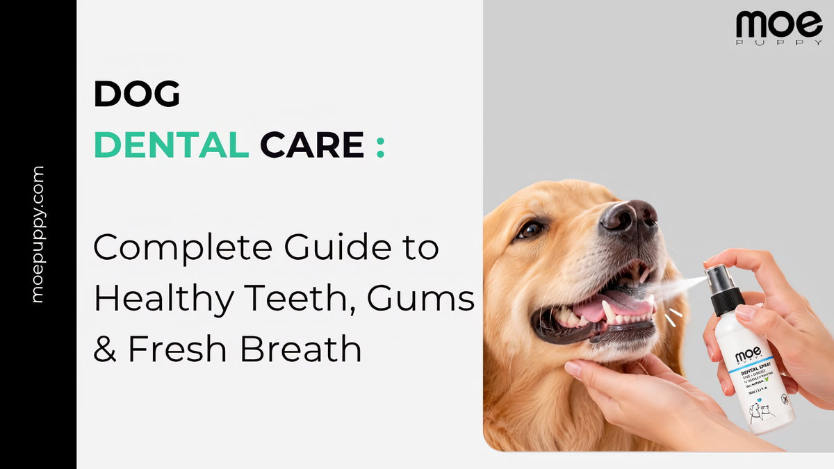 Dog Dental Care