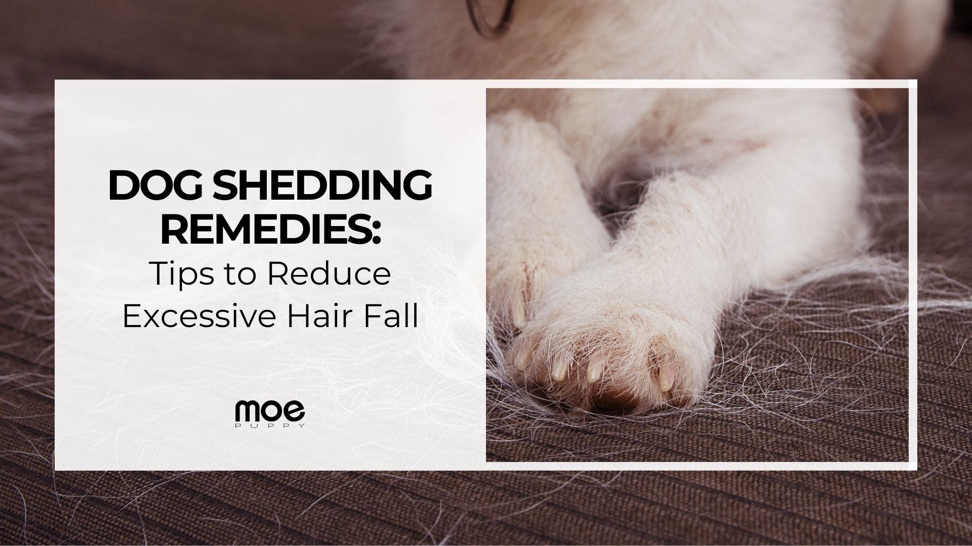 Dog Shedding Remedies: Tips to Reduce Excessive Hair Fall – Moe Puppy