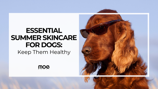 Essential Summer Skincare for Dogs: Keep Them Healthy