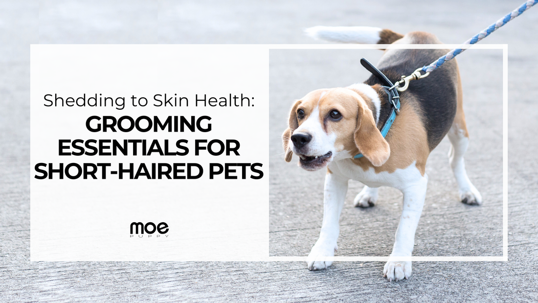 From Shedding to Skin Health: Grooming Essentials for Short-Haired Pets