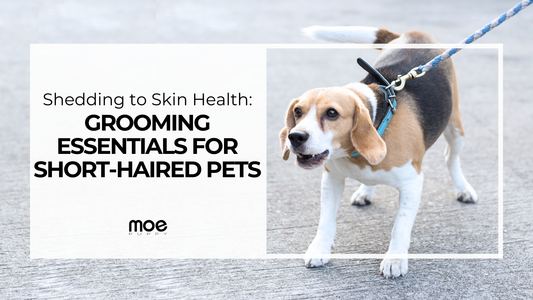 From Shedding to Skin Health: Grooming Essentials for Short-Haired Pets