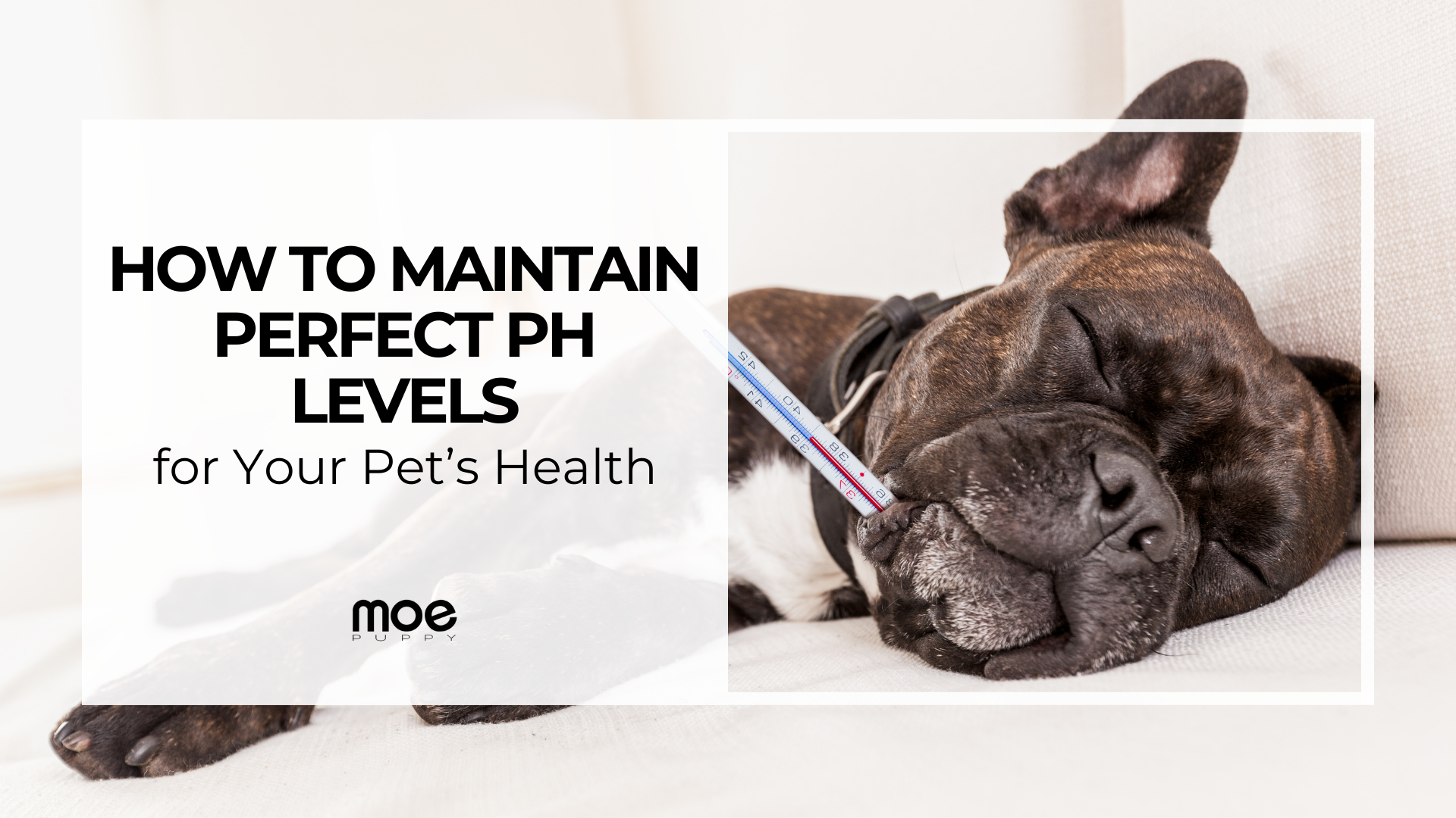 How to Maintain Perfect pH Levels for Your Pet’s Health