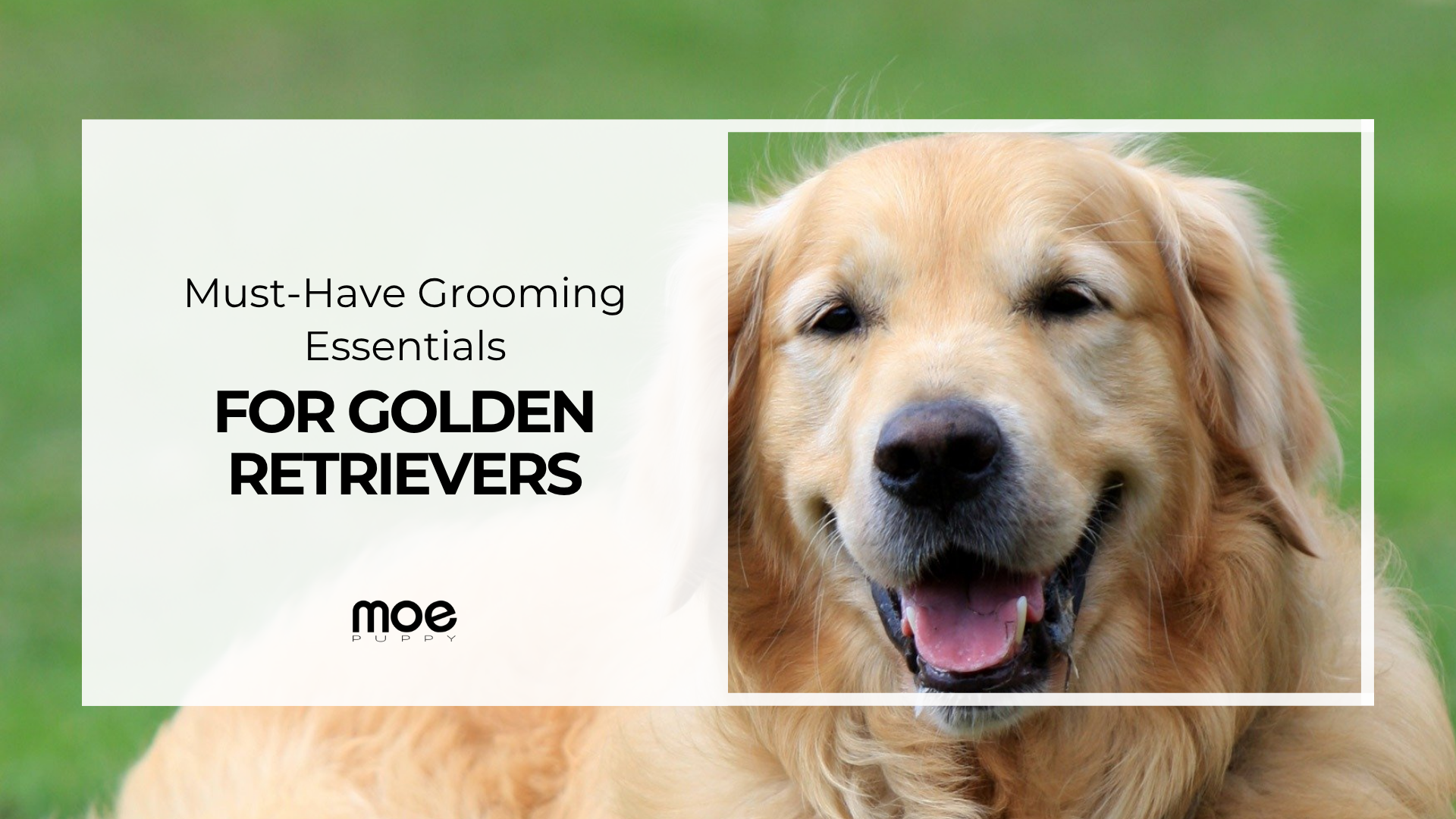 Must-Have Grooming Essentials for Golden Retrievers