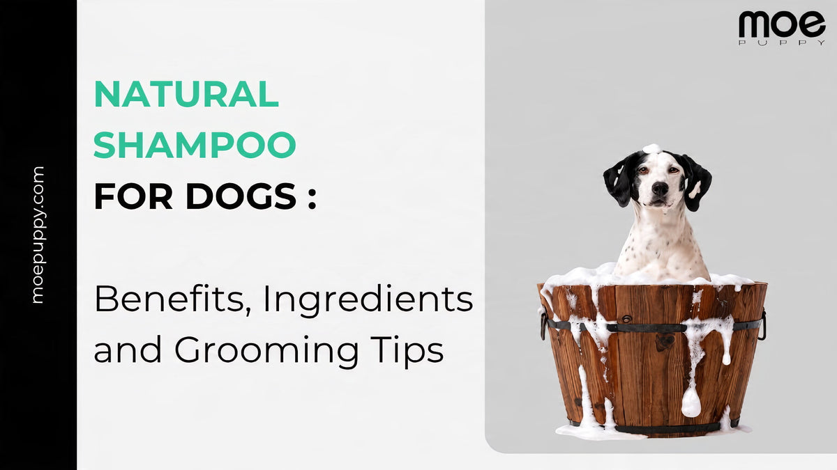 Natural Shampoo for Dogs