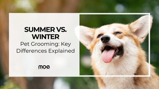 Summer vs. Winter Pet Grooming: Key Differences Explained