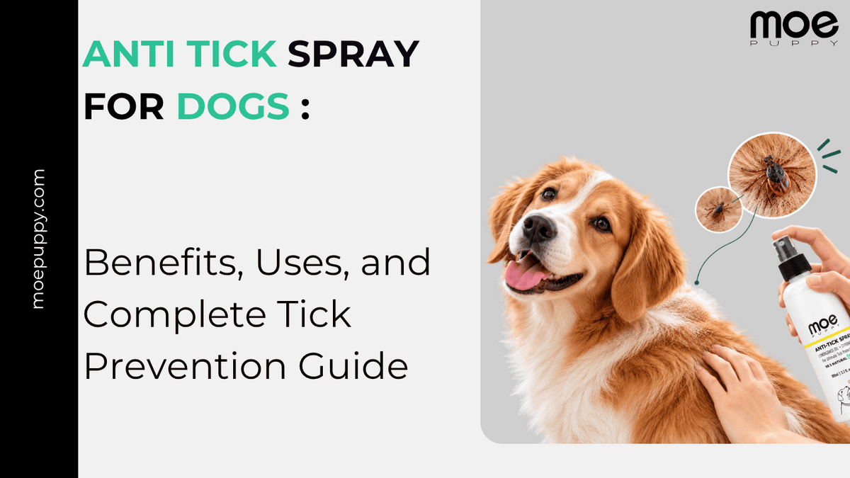 Anti Tick Spray for Dogs: Benefits, Uses, and Complete Tick Prevention Guide