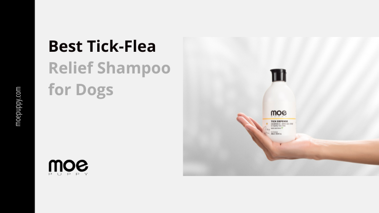 Best Tick Shampoo for Dog That Relieves Him from Tick and Fleas