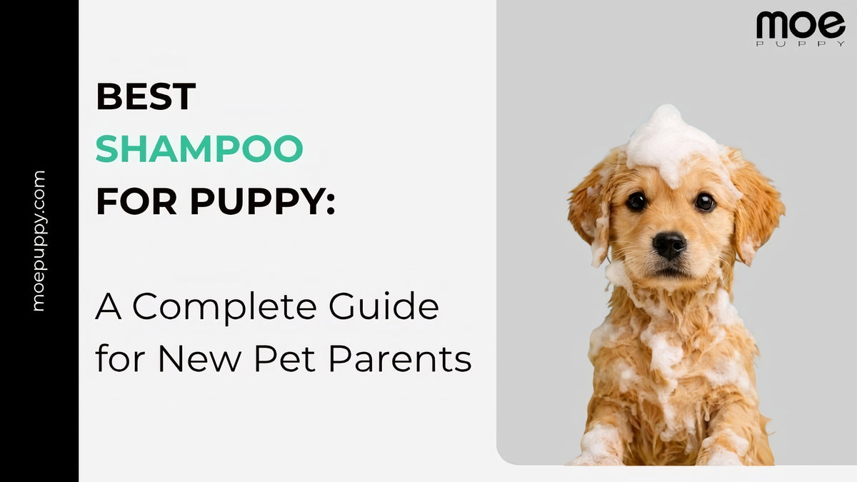Best Shampoo for Puppy