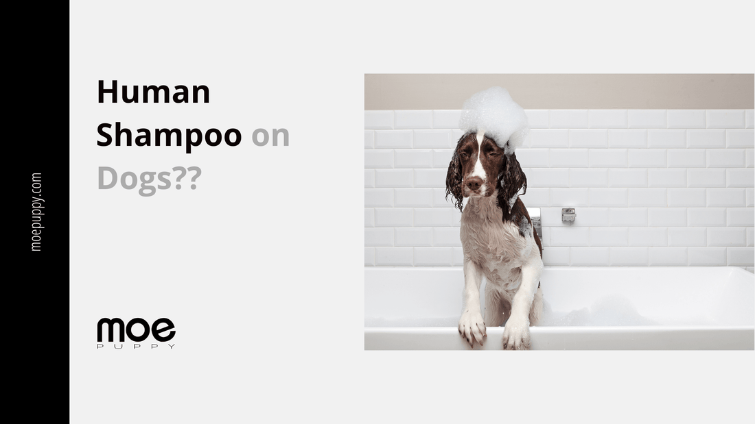Pet Shampoo Is Human Conditioner Safe For Dogs Human Soap