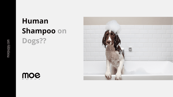 Is using human shampoo on hot sale dogs bad