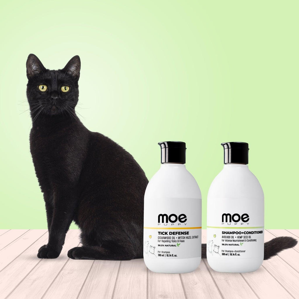 cat shampoo oil
