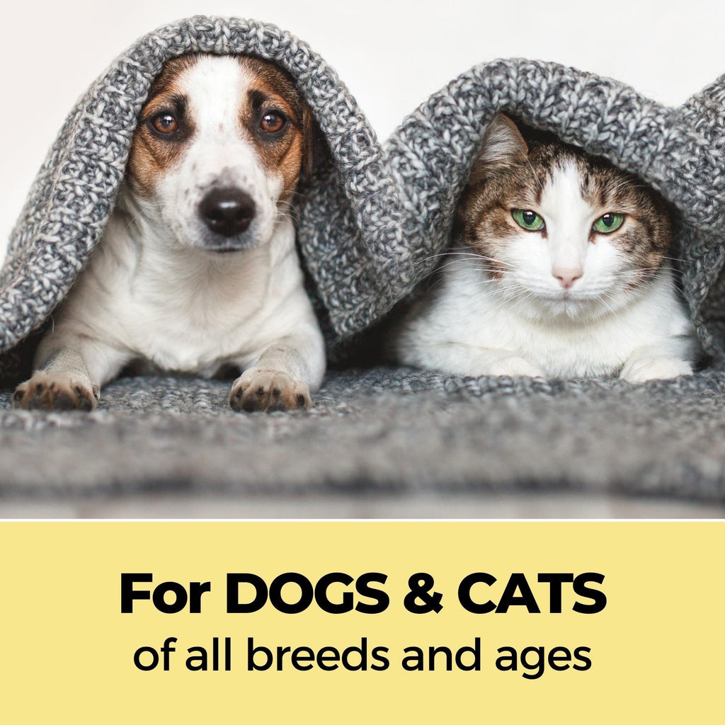 cat pet shop near me