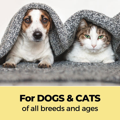 cat pet shop near me